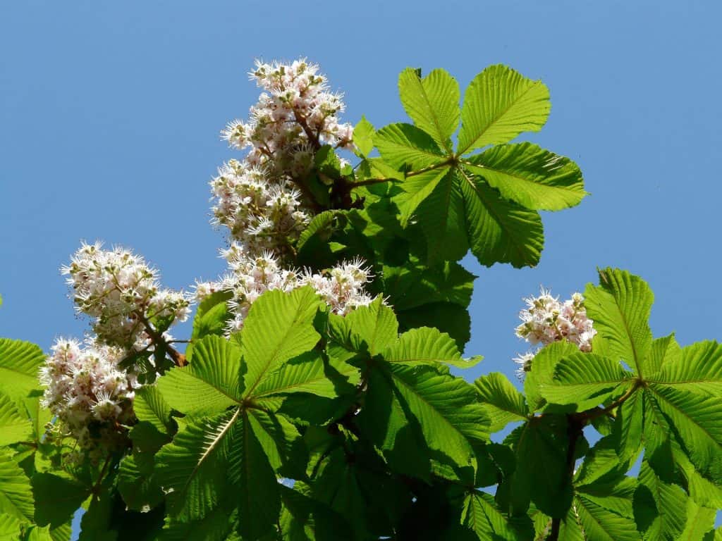 White chestnut