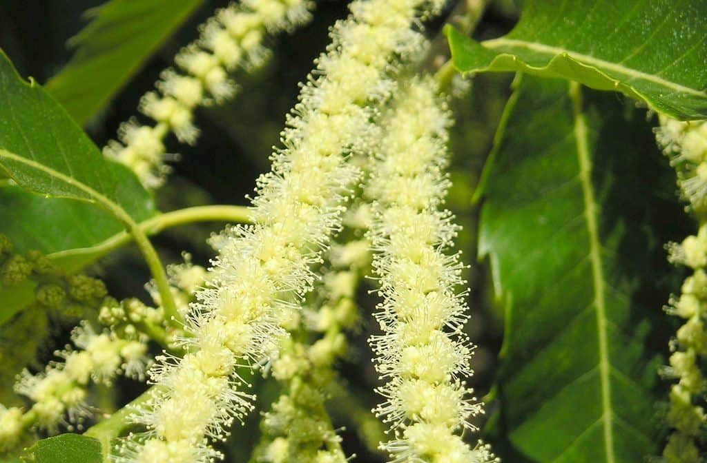 sweet chestnut