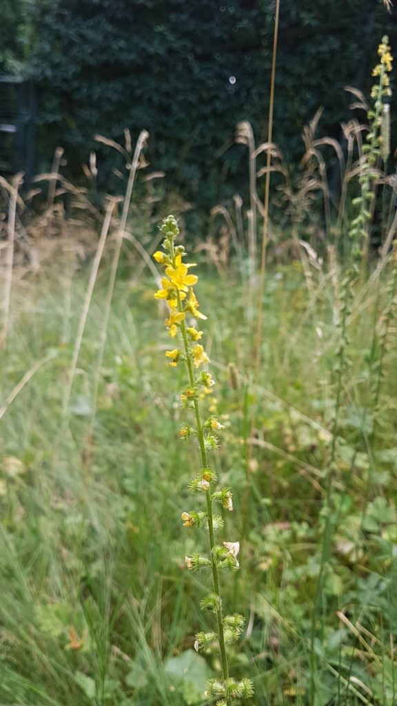 agrimony